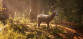 Morels: The Hunt