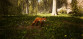 Morels: The Hunt