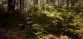 Morels: The Hunt