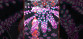 Gunvein