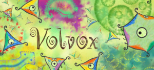 Volvox