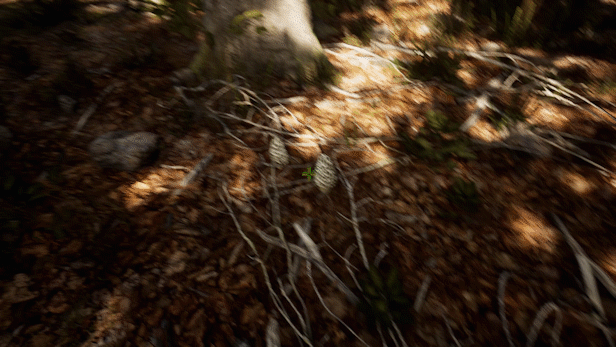 Morels: The Hunt