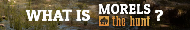 Morels: The Hunt